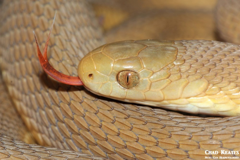 Dasypeltis_inornata_Southern_Brown_Egg_Eater_Chad Keates (3)