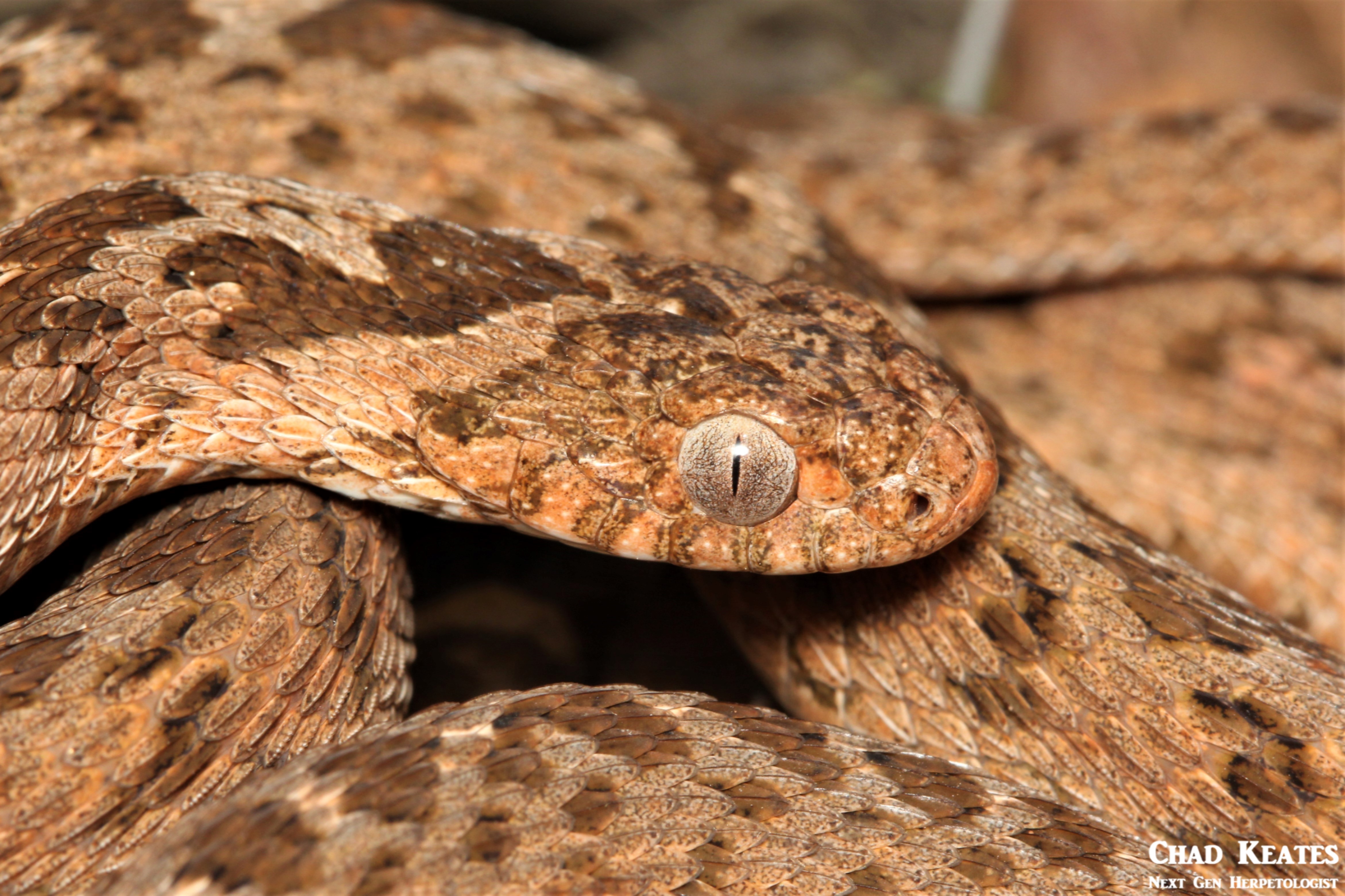 Dasypeltis_scabra_Rhombic_Egg_Eater_Chad_Keates (3)