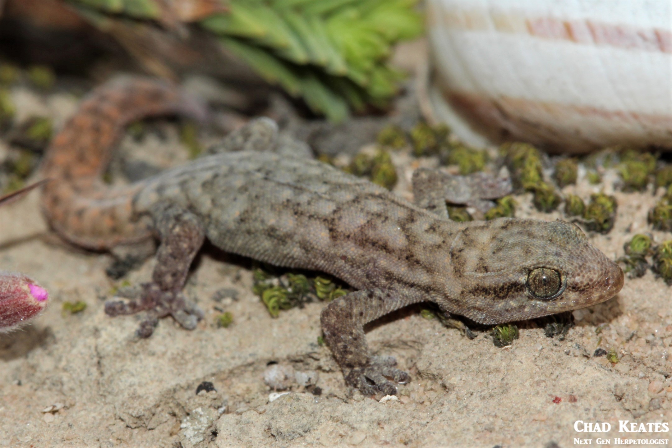 Goggia-essexi_Essex's_Dwarf_Leaf-_Toed_Gecko_Chad_Keates (2)
