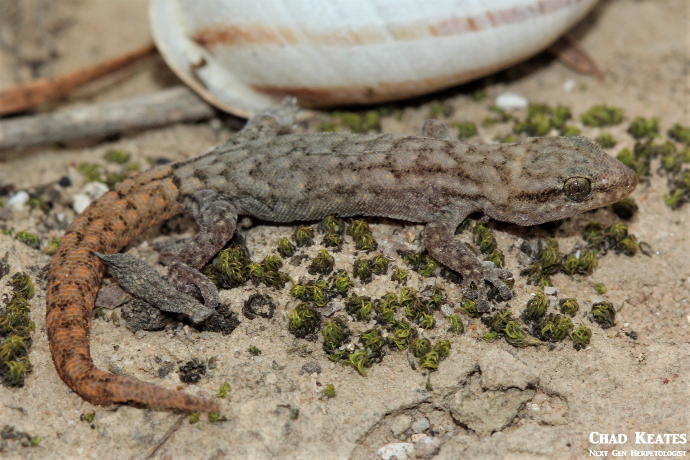 Goggia-essexi_Essex's_Dwarf_Leaf-_Toed_Gecko_Chad_Keates (3)