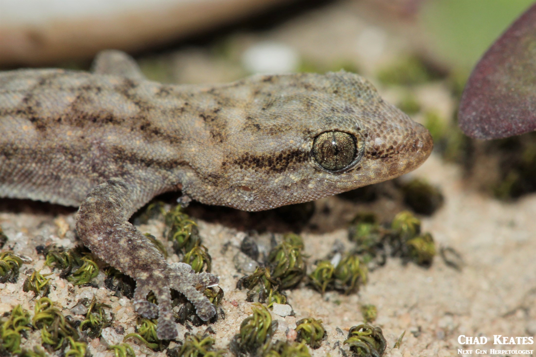 Goggia-essexi_Essex's_Dwarf_Leaf-_Toed_Gecko_Chad_Keates (4)