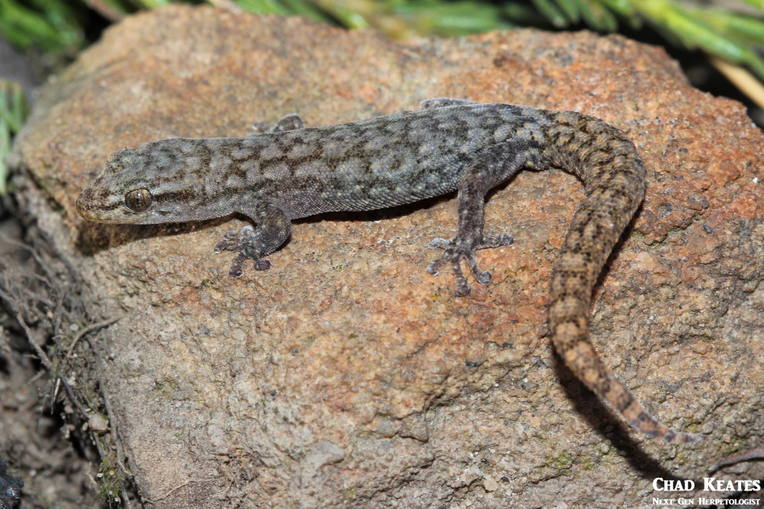 Goggia-essexi_Essex's_Dwarf_Leaf-_Toed_Gecko_Chad_Keates (5)