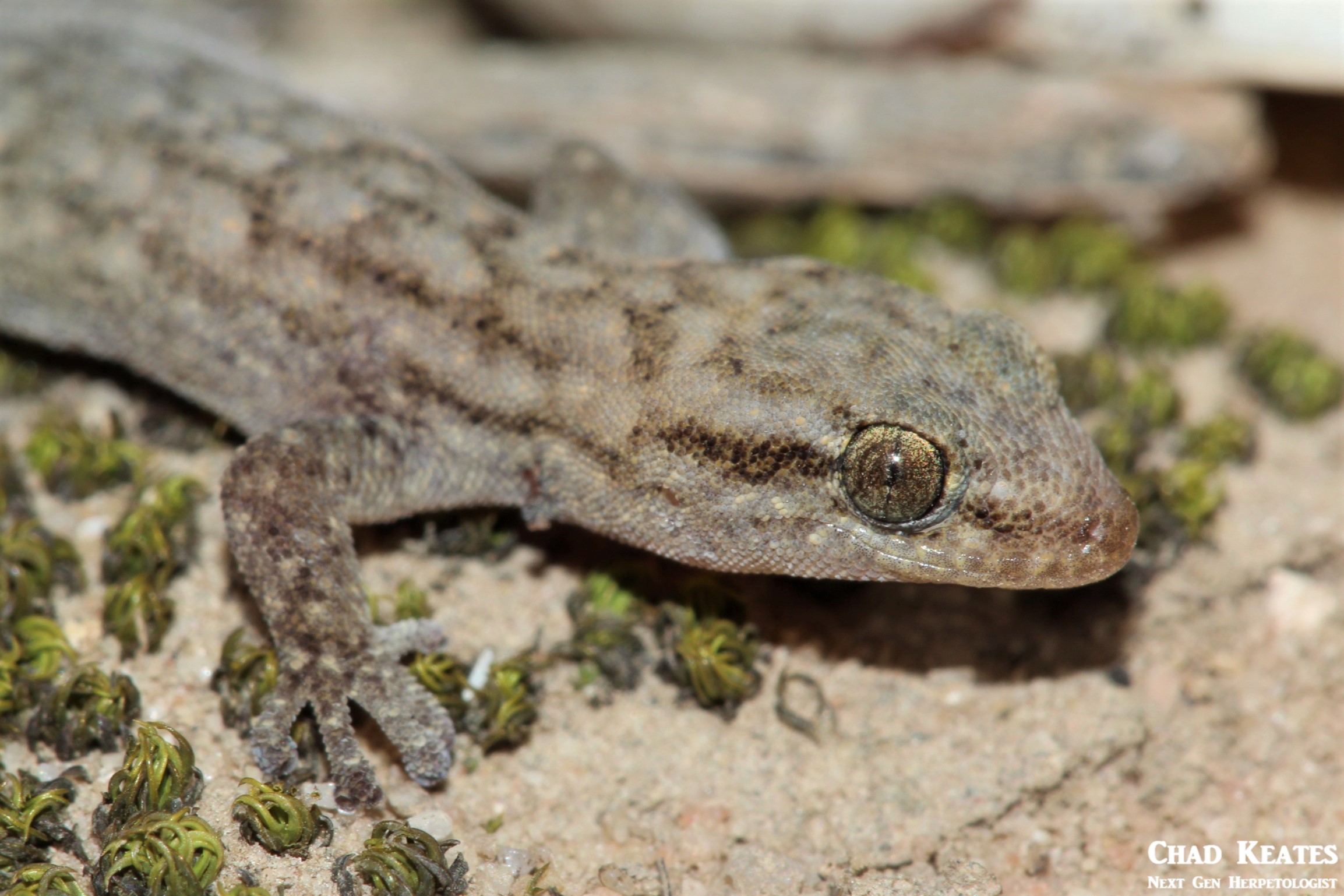 Goggia-essexi_Essex's_Dwarf_Leaf-_Toed_Gecko_Chad_Keates