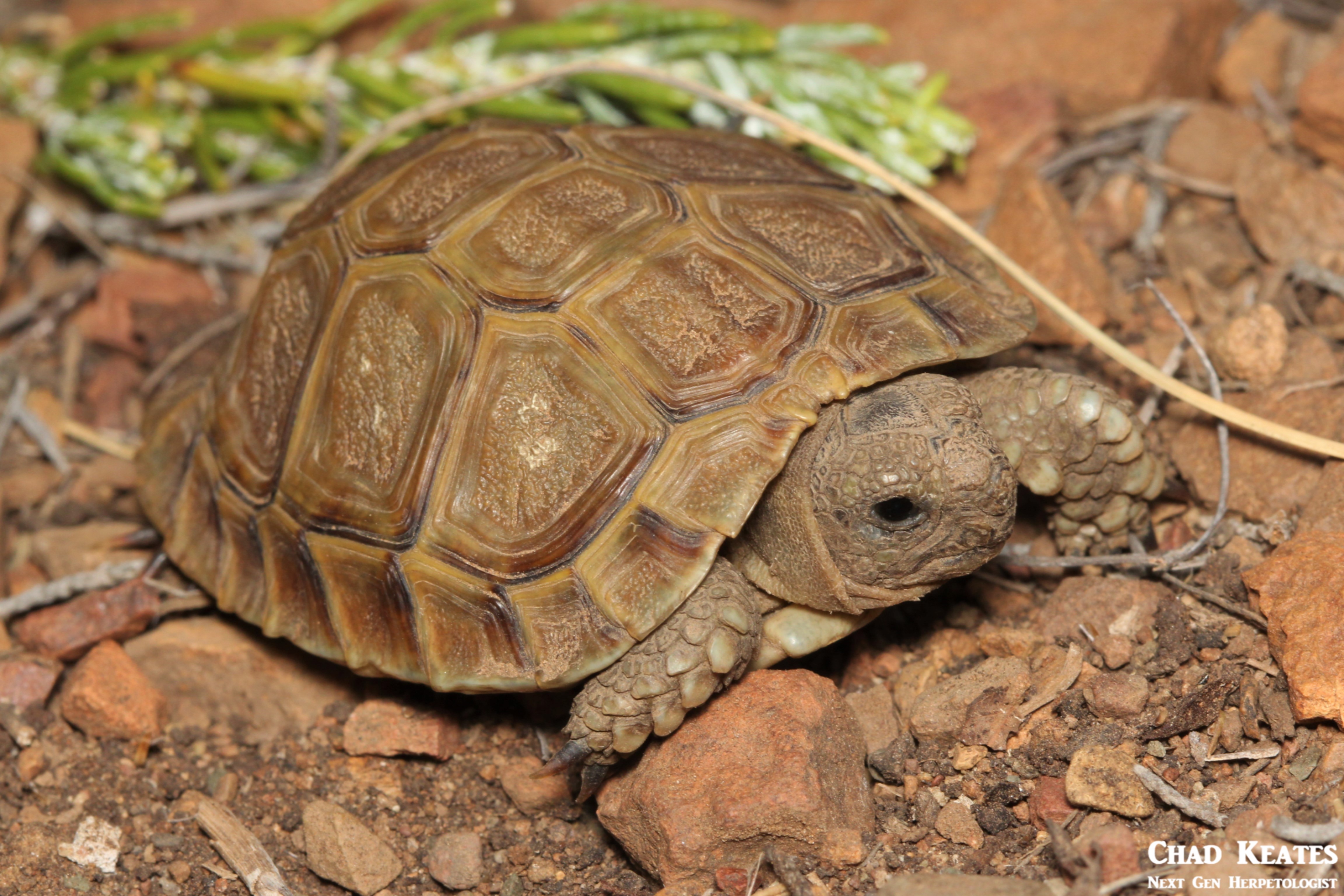 Homopus_femoralis_Greater_Padloper_Chad_Keates (2)