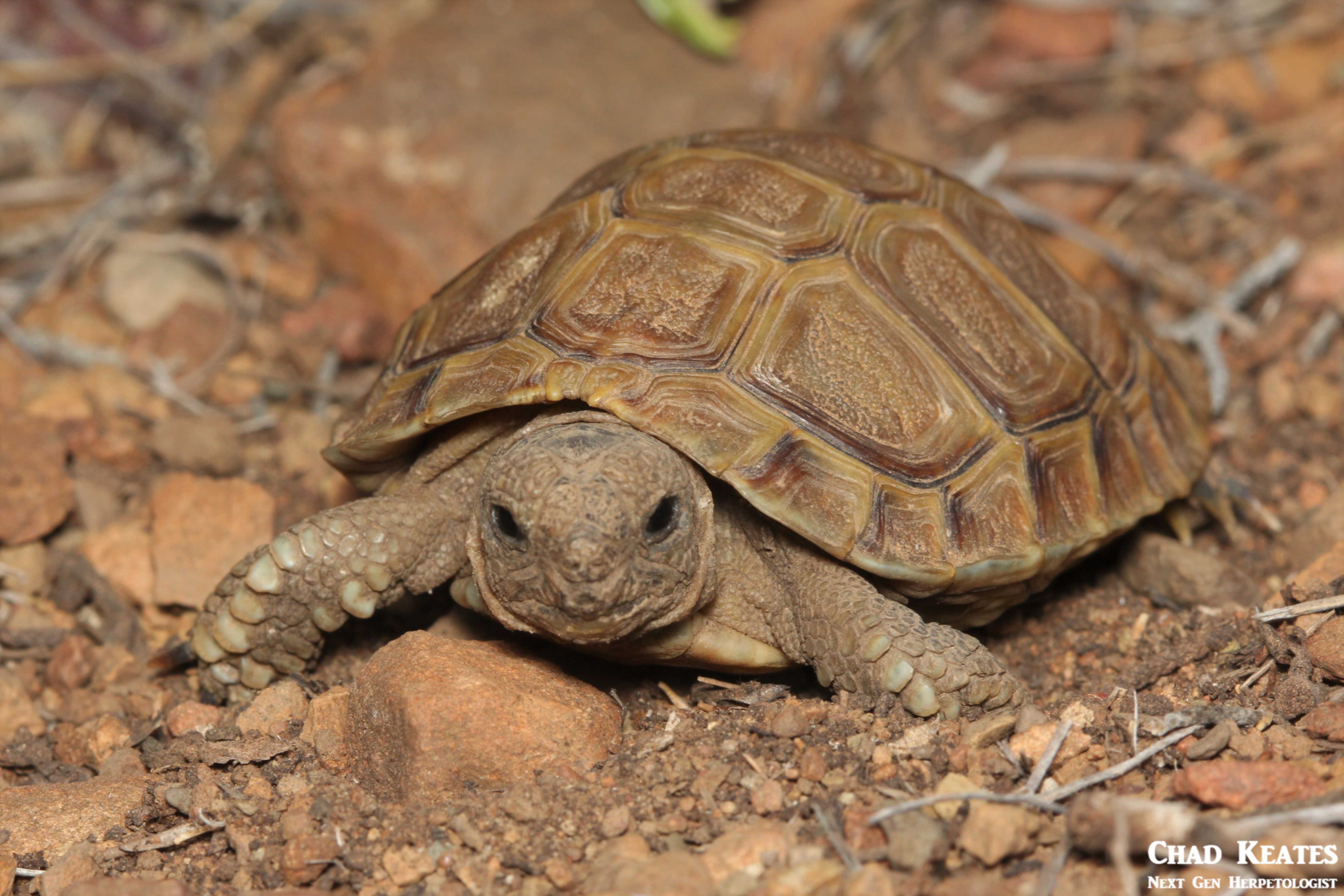 Homopus_femoralis_Greater_Padloper_Chad_Keates (3)