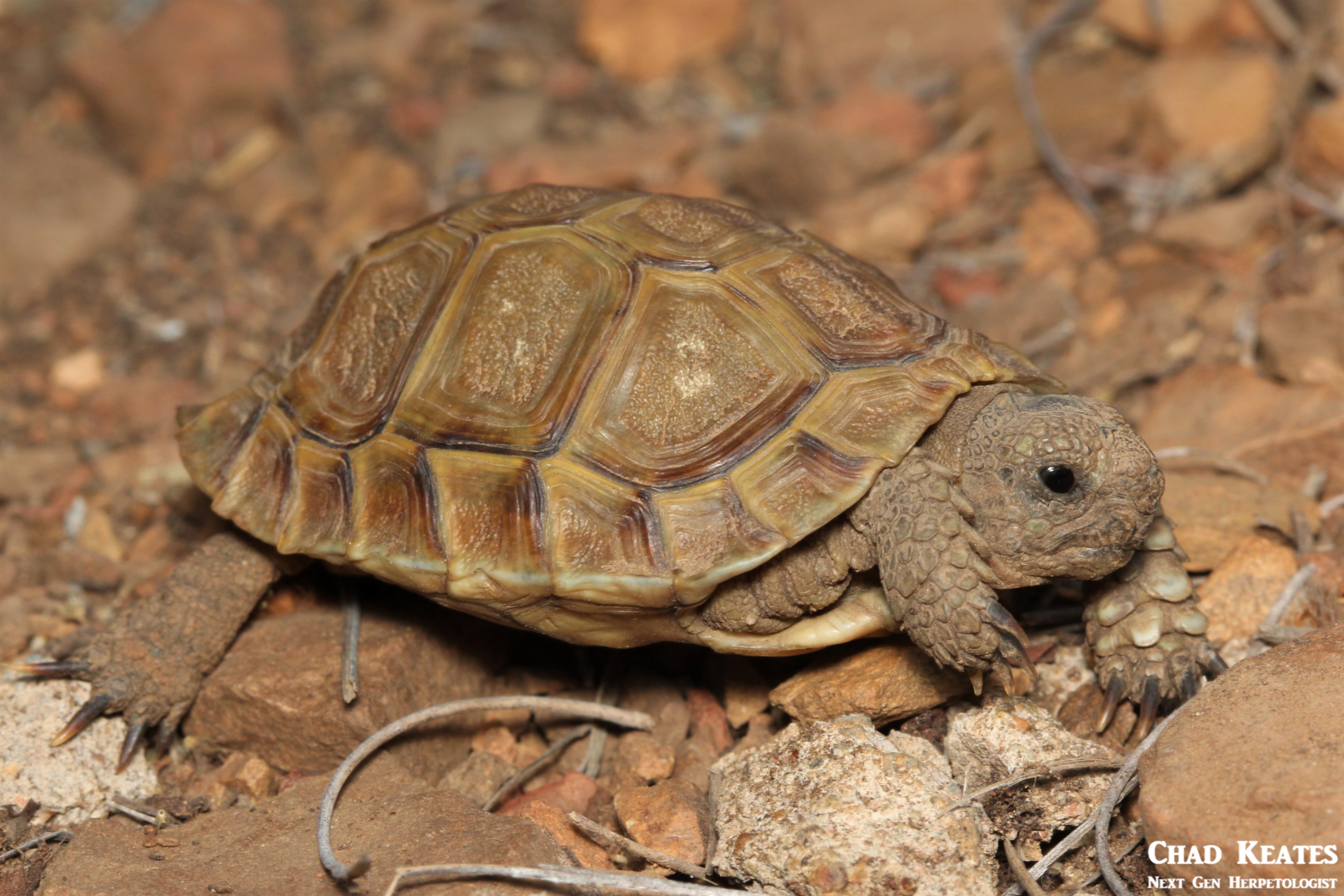 Homopus_femoralis_Greater_Padloper_Chad_Keates
