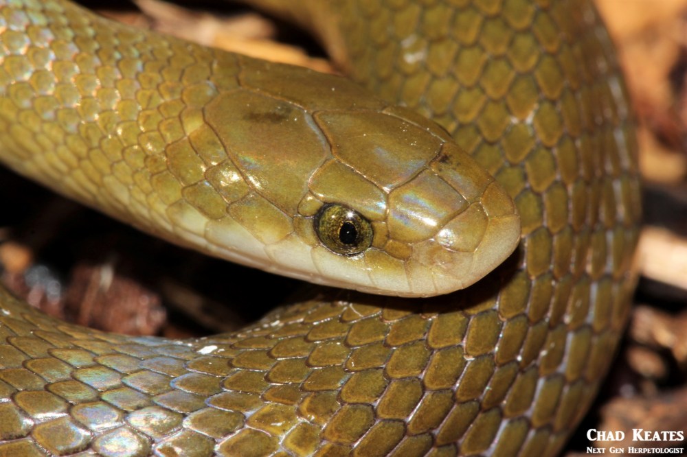 Lamprophis_fuscus_Yellow_Bellied_House_Snake_Chad_Keates (2)