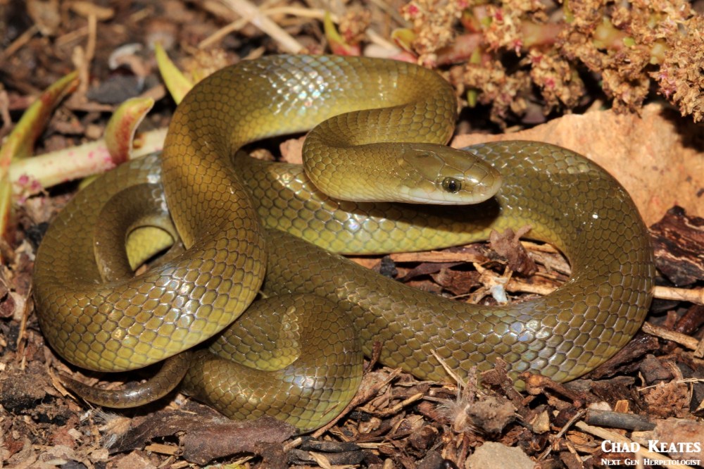 Lamprophis_fuscus_Yellow_Bellied_House_Snake_Chad_Keates (3)