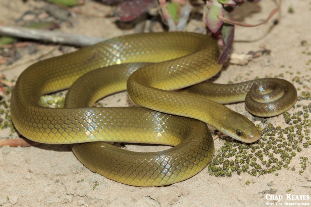 Lamprophis_fuscus_Yellow_Bellied_House_Snake_Chad_Keates (4)