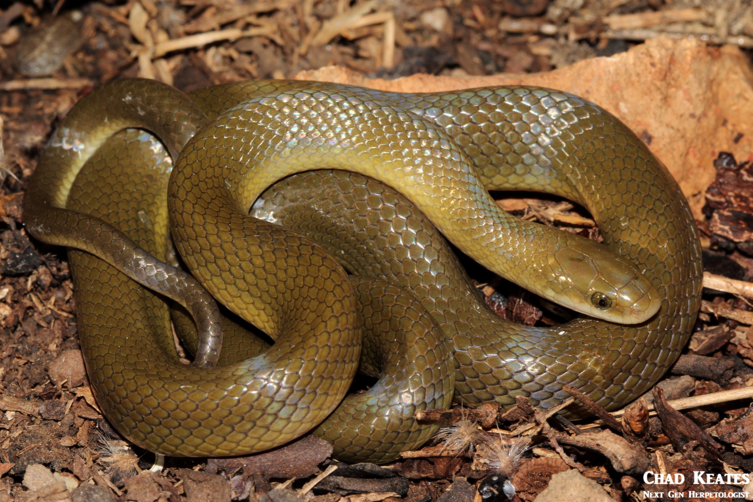 Lamprophis_fuscus_Yellow_Bellied_House_Snake_Chad_Keates