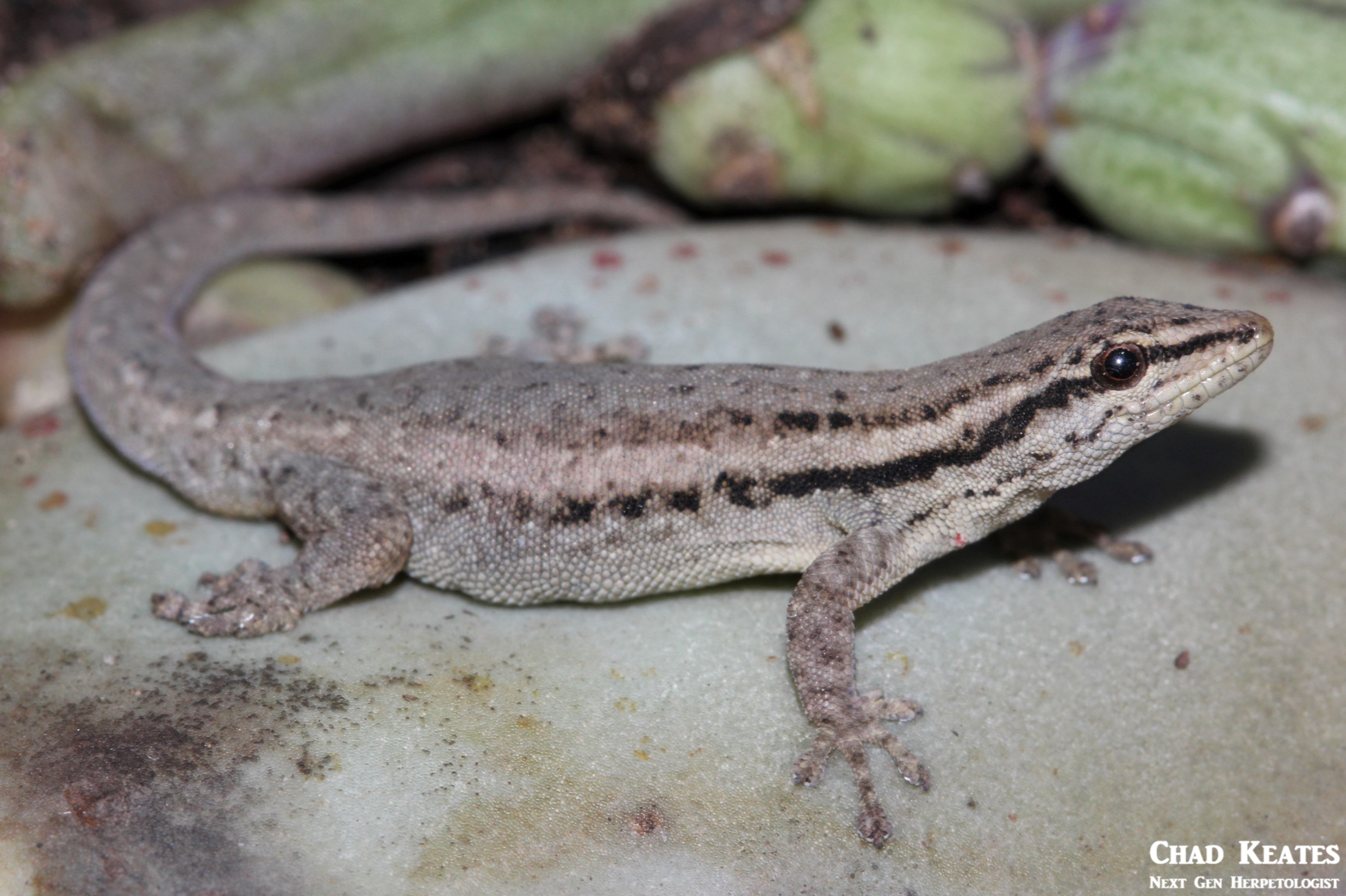 Lygodactylus_capensis_Cape_Dwarf_Gecko_Chad_Keates (2)