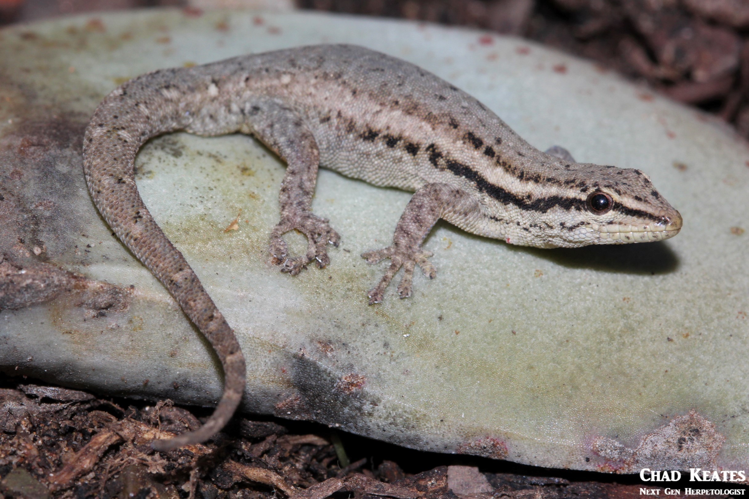 Lygodactylus_capensis_Cape_Dwarf_Gecko_Chad_Keates