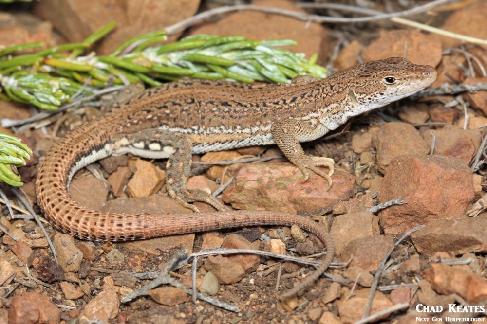 Pedioplanis_burchelli_Burcehell's_Sand_Lizard_Chad_Keates (2)