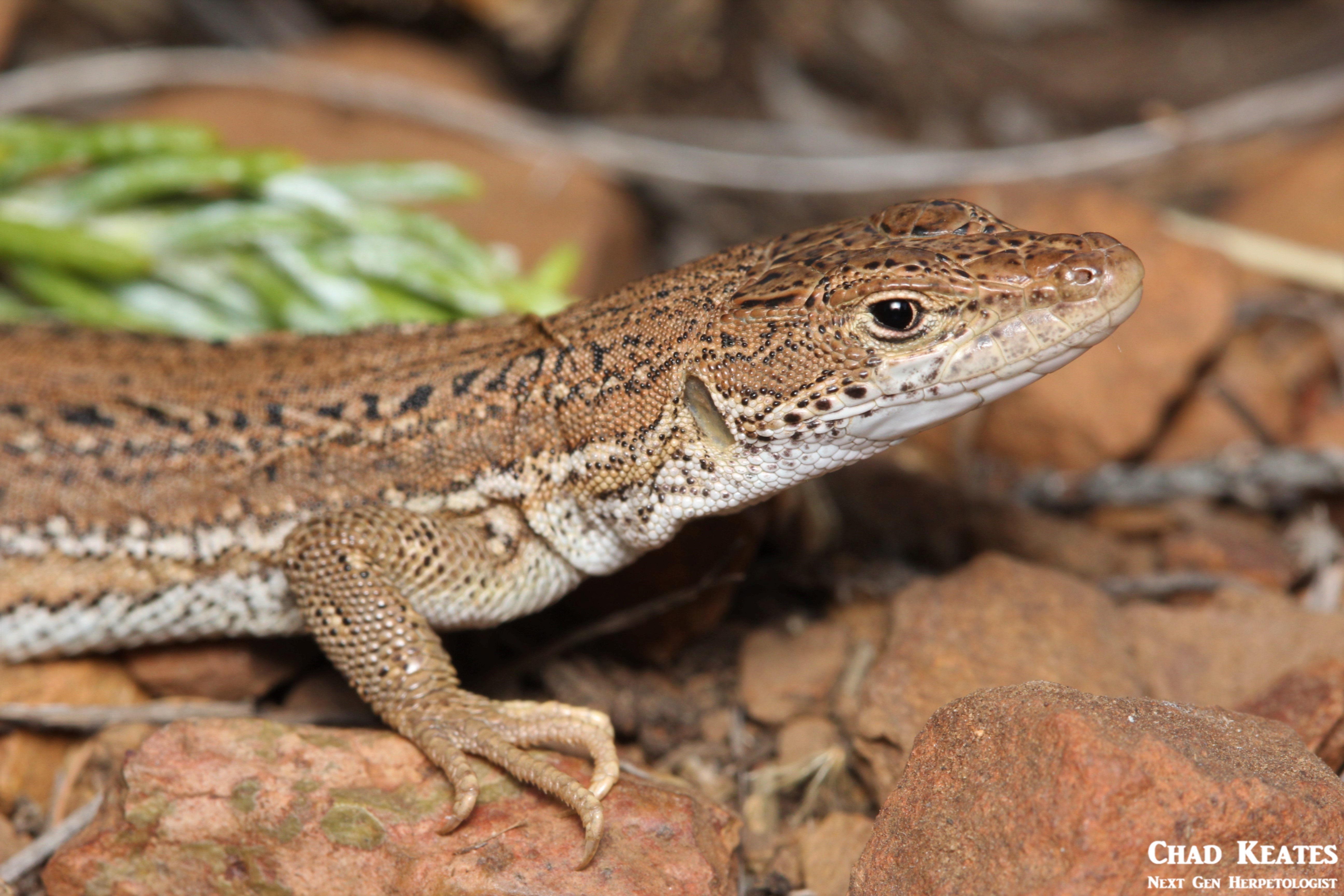 Pedioplanis_burchelli_Burcehell's_Sand_Lizard_Chad_Keates