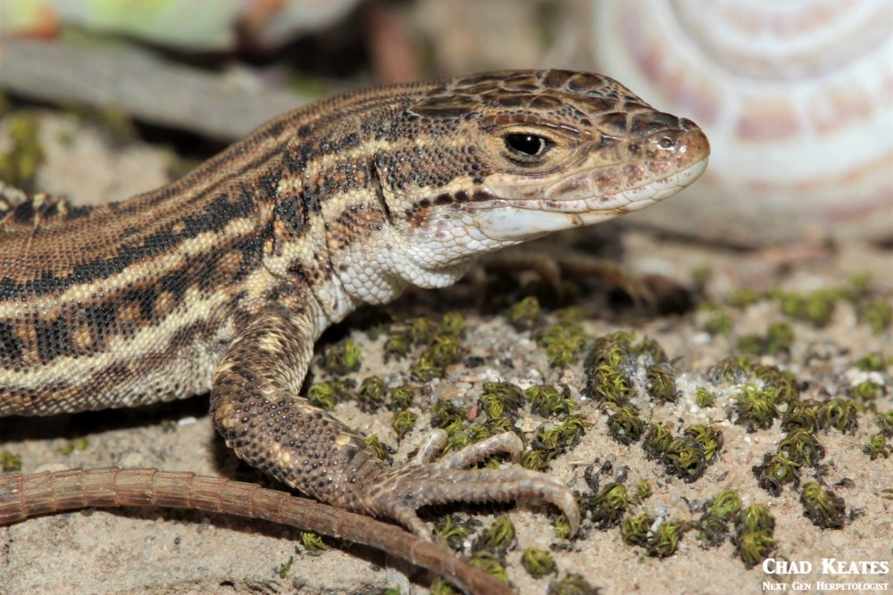 Pedioplanis_burchelli_Burchell's Sand_Lizard_Chad_Keates (2)