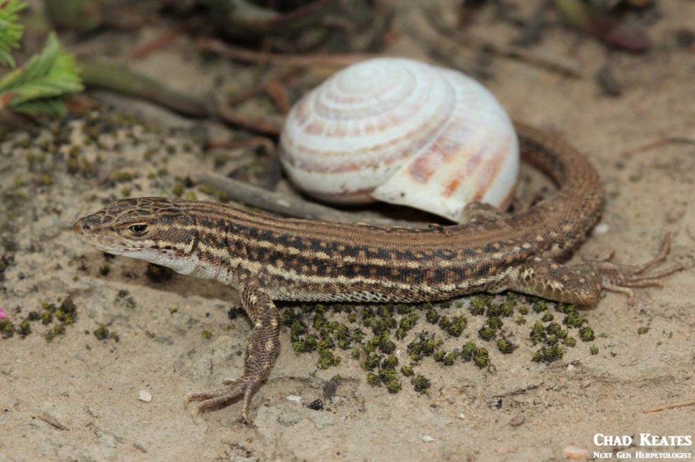 Pedioplanis_burchelli_Burchell's Sand_Lizard_Chad_Keates (3)