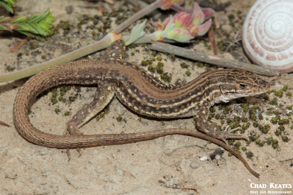 Pedioplanis_burchelli_Burchell's Sand_Lizard_Chad_Keates