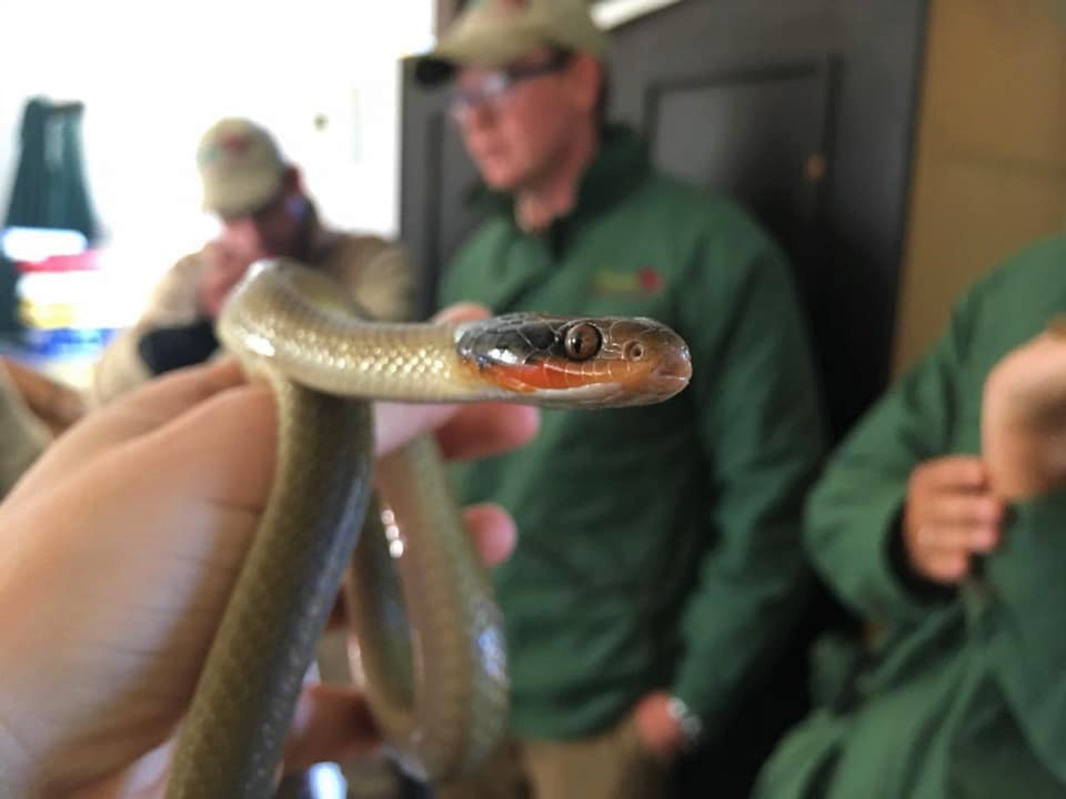 36580649_1919275148122882_8224662355213025280_n