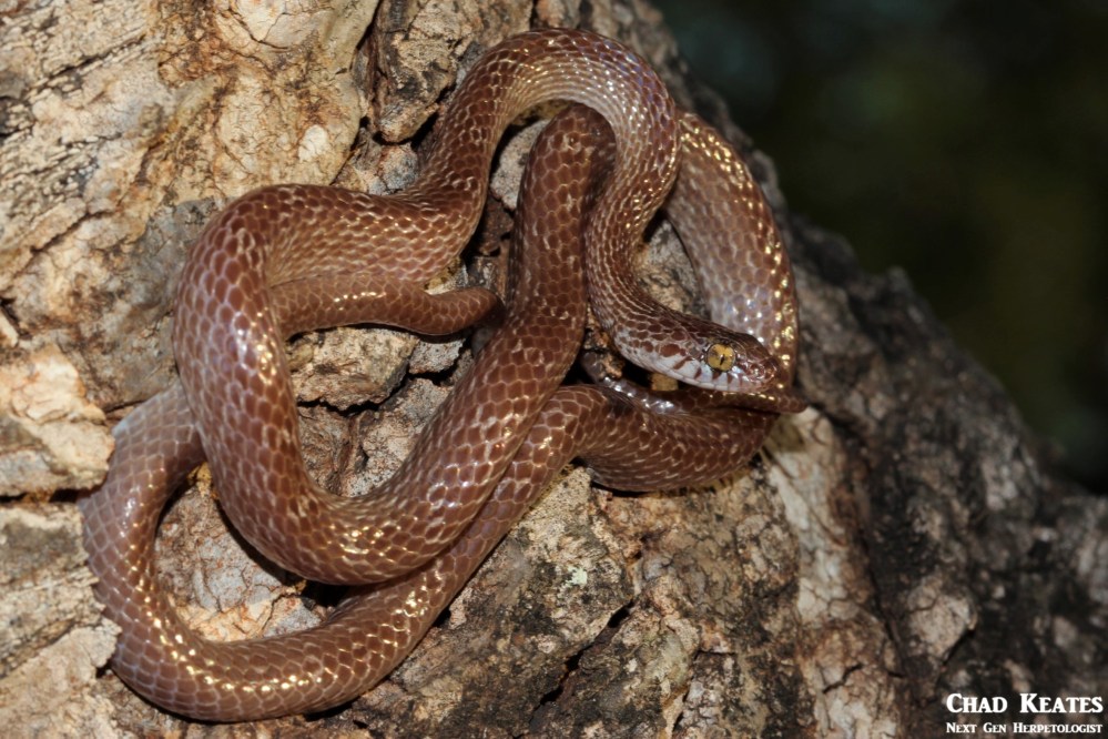 Dipsadoboa_aulica_Marbled Tree_Snake_Chad_Keates (2)