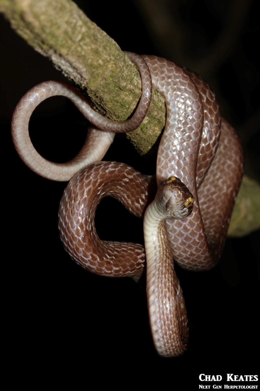 Dipsadoboa_aulica_Marbled Tree_Snake_Chad_Keates (3)