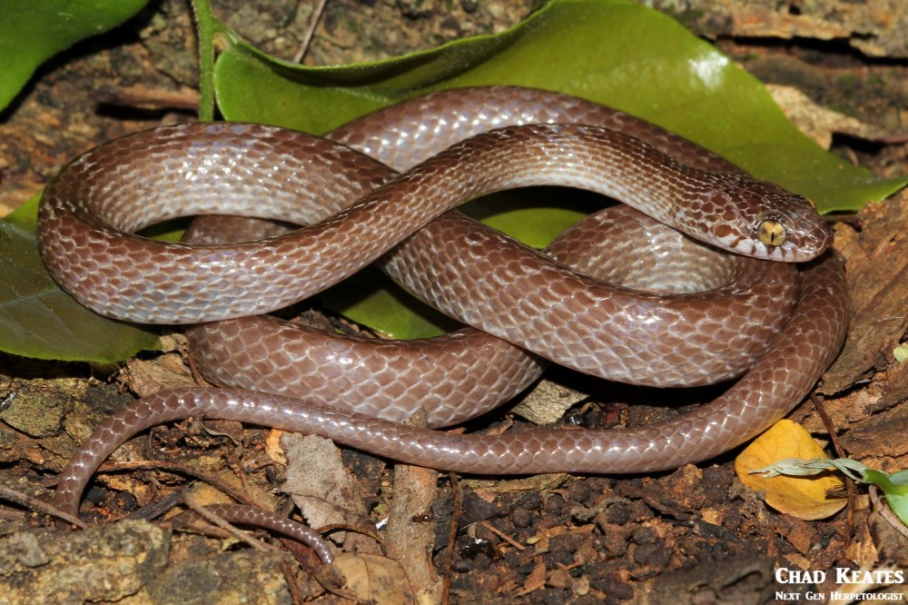 Dipsadoboa_aulica_Marbled Tree_Snake_Chad_Keates (4)