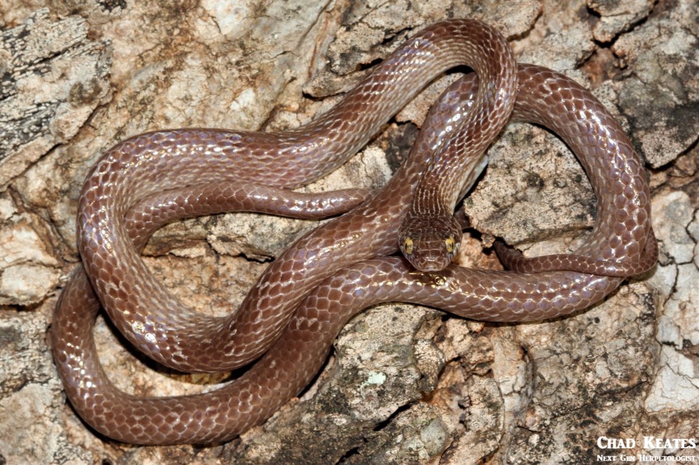 Dipsadoboa_aulica_Marbled Tree_Snake_Chad_Keates
