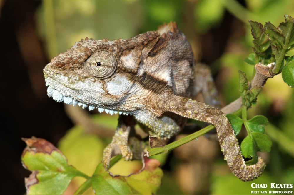 Bradypodion_ventrale_Eastern_Cape_Dwarf_Chameleon_Chad_Keates (2)
