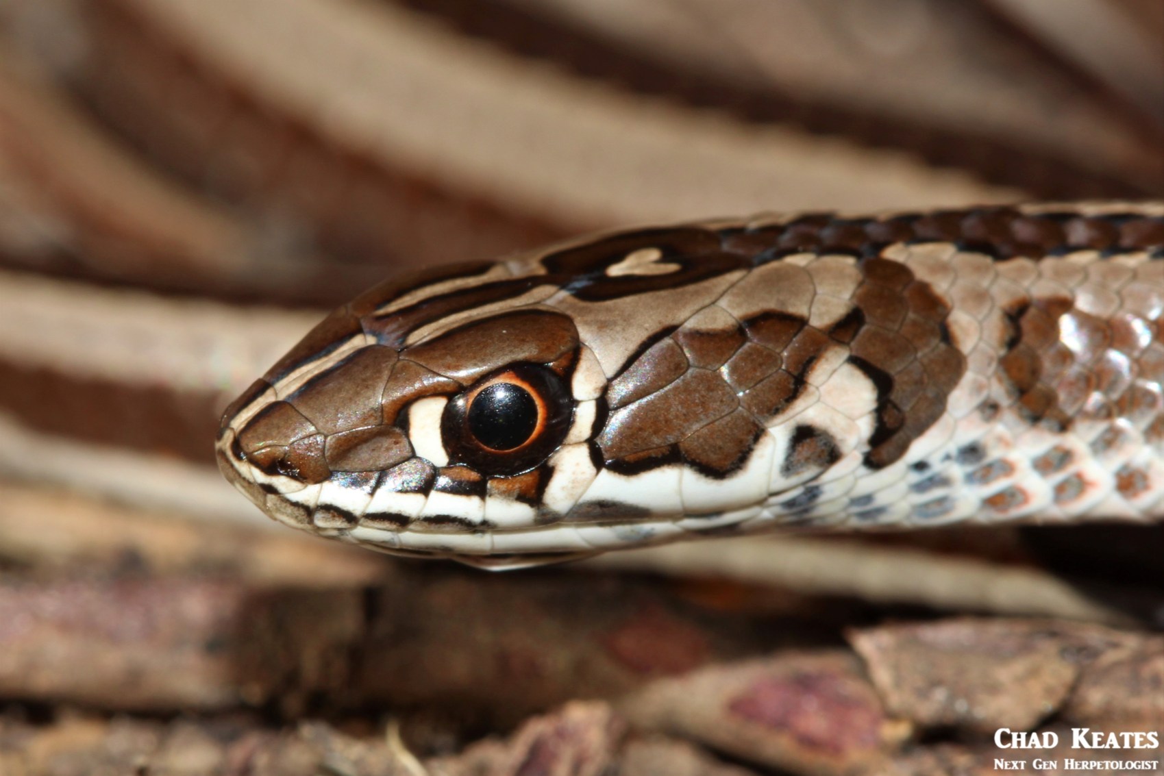 Psammophis_crucifer_Cross-marked_Whip_Snake_Chad_Keates (2)