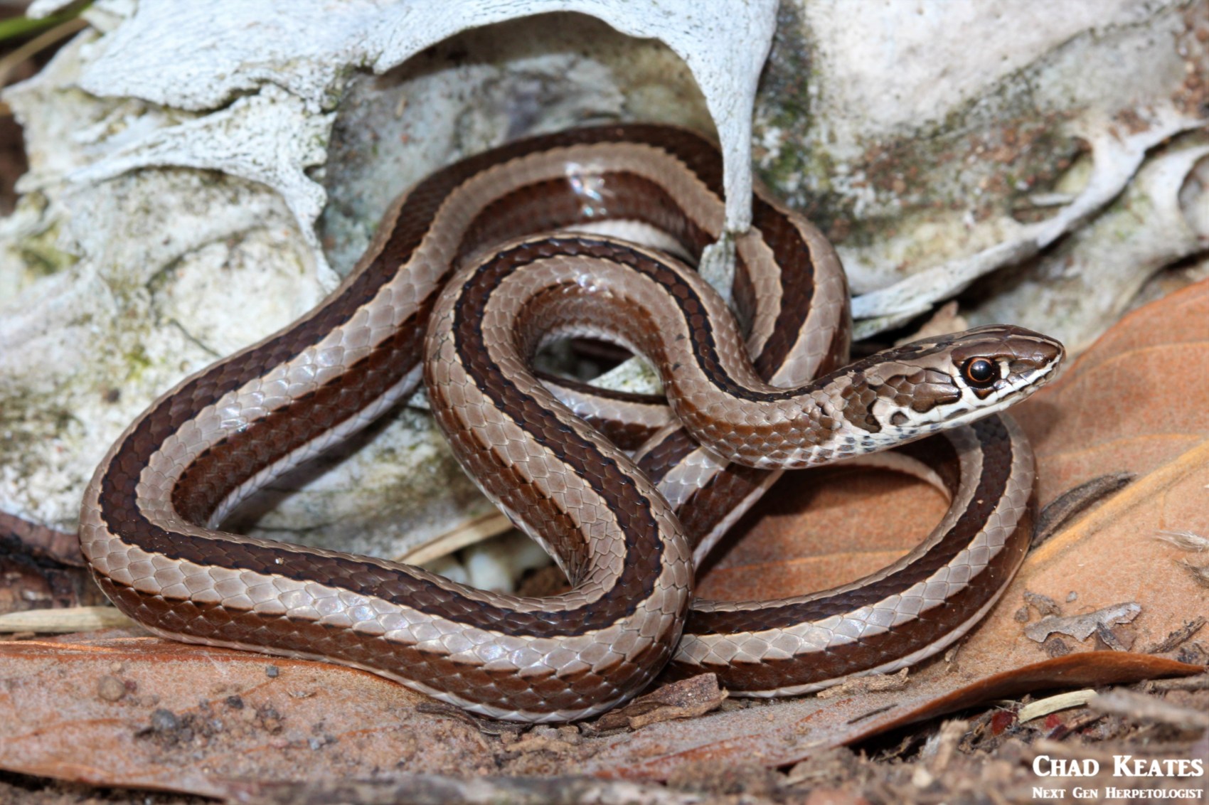 Psammophis_crucifer_Cross-marked_Whip_Snake_Chad_Keates (4)