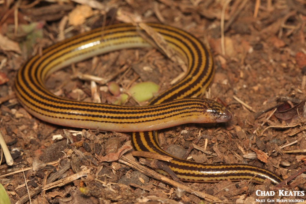 Acontias_orientalis_Eastern_Cape_Legless_Skink_Chad_Keates