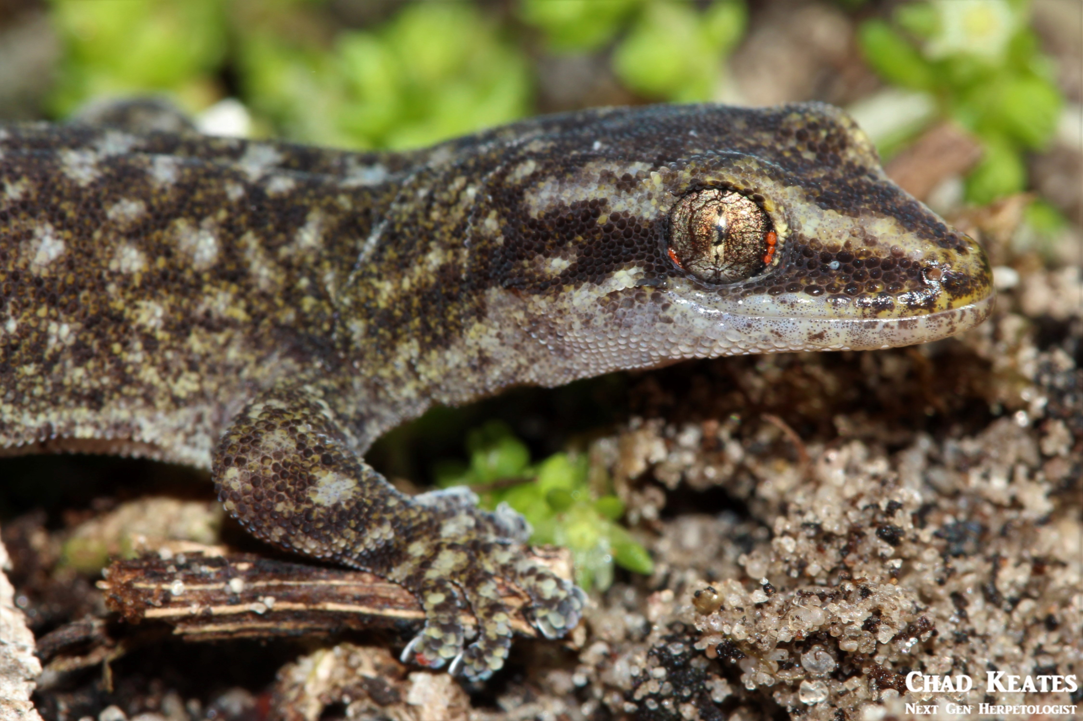 Afrogecko_porphyreus_Marbled_Leaf-toed_gecko_Chad_Keates (2)