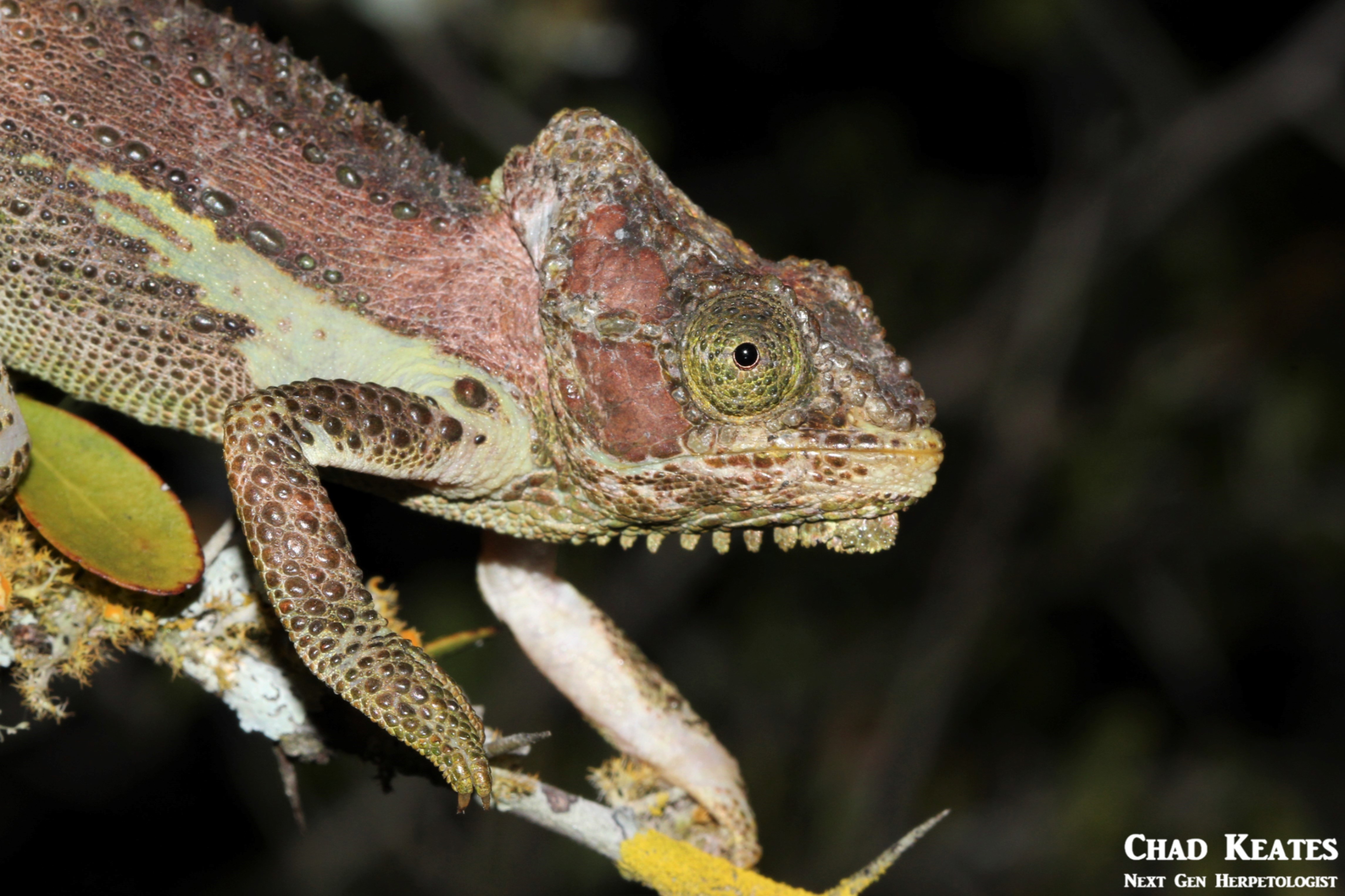 Bradypodion_damaranum_Knysna_Dwarf_Chameleon_Chad_keates (2)