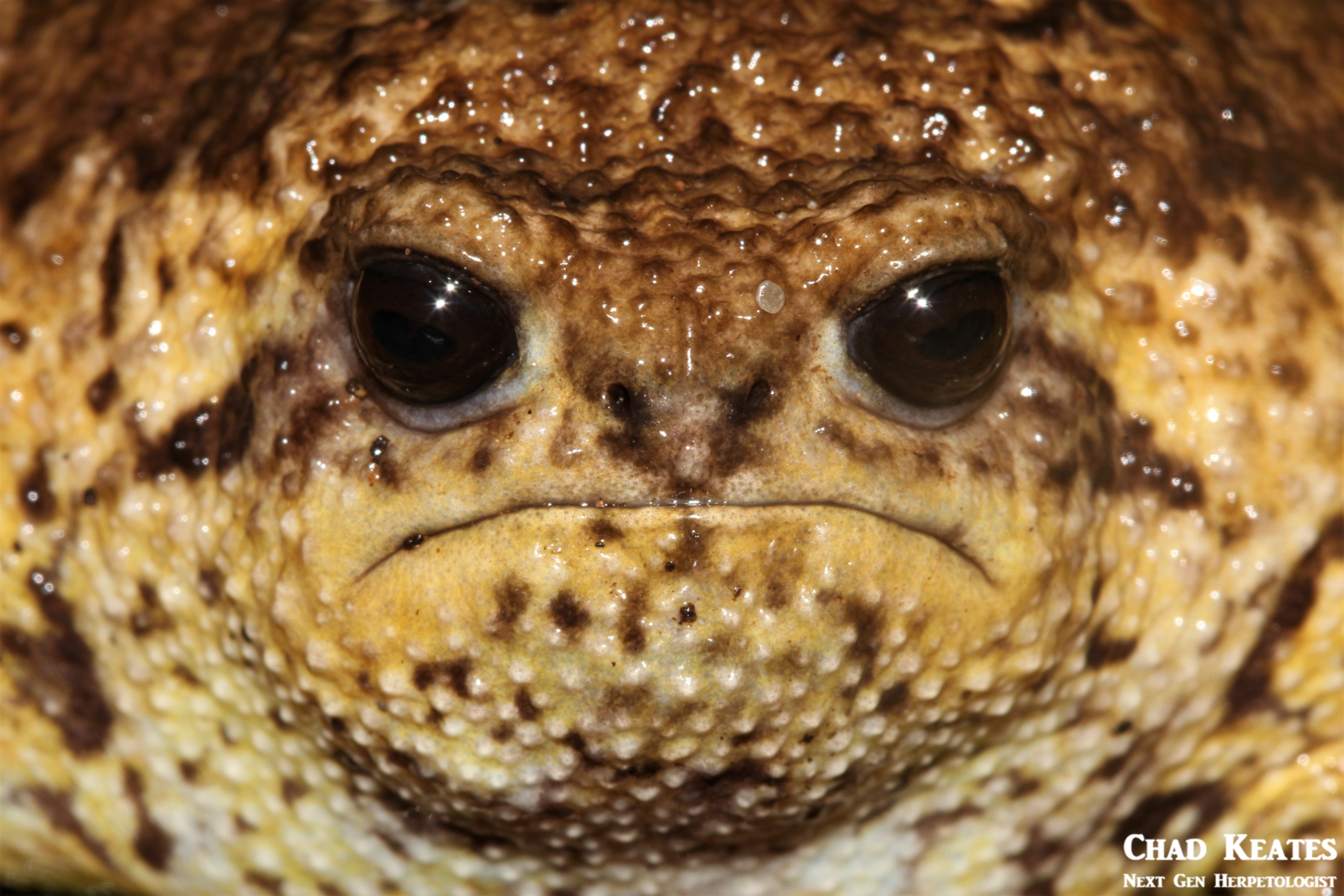 Breviceps_gibbosus_Cape_Rain_Frog_Chad Keates (4)