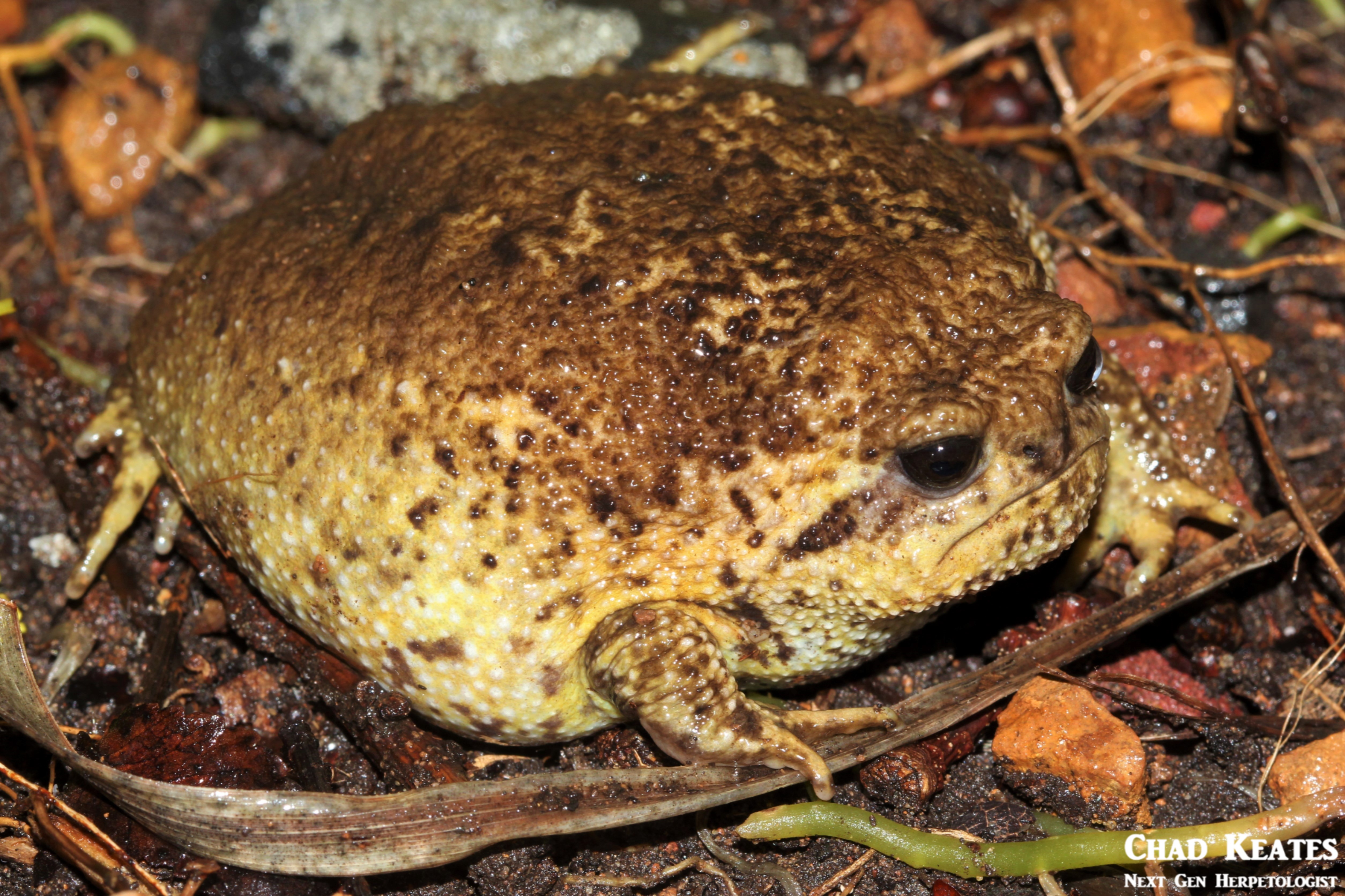 Breviceps_gibbosus_Cape_Rain_Frog_Chad Keates