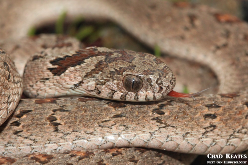 Rhombic Egg Eater - Dasypeltis scabra