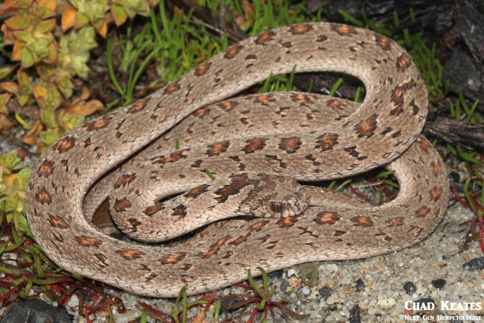 Rhombic Egg Eater - Dasypeltis scabra