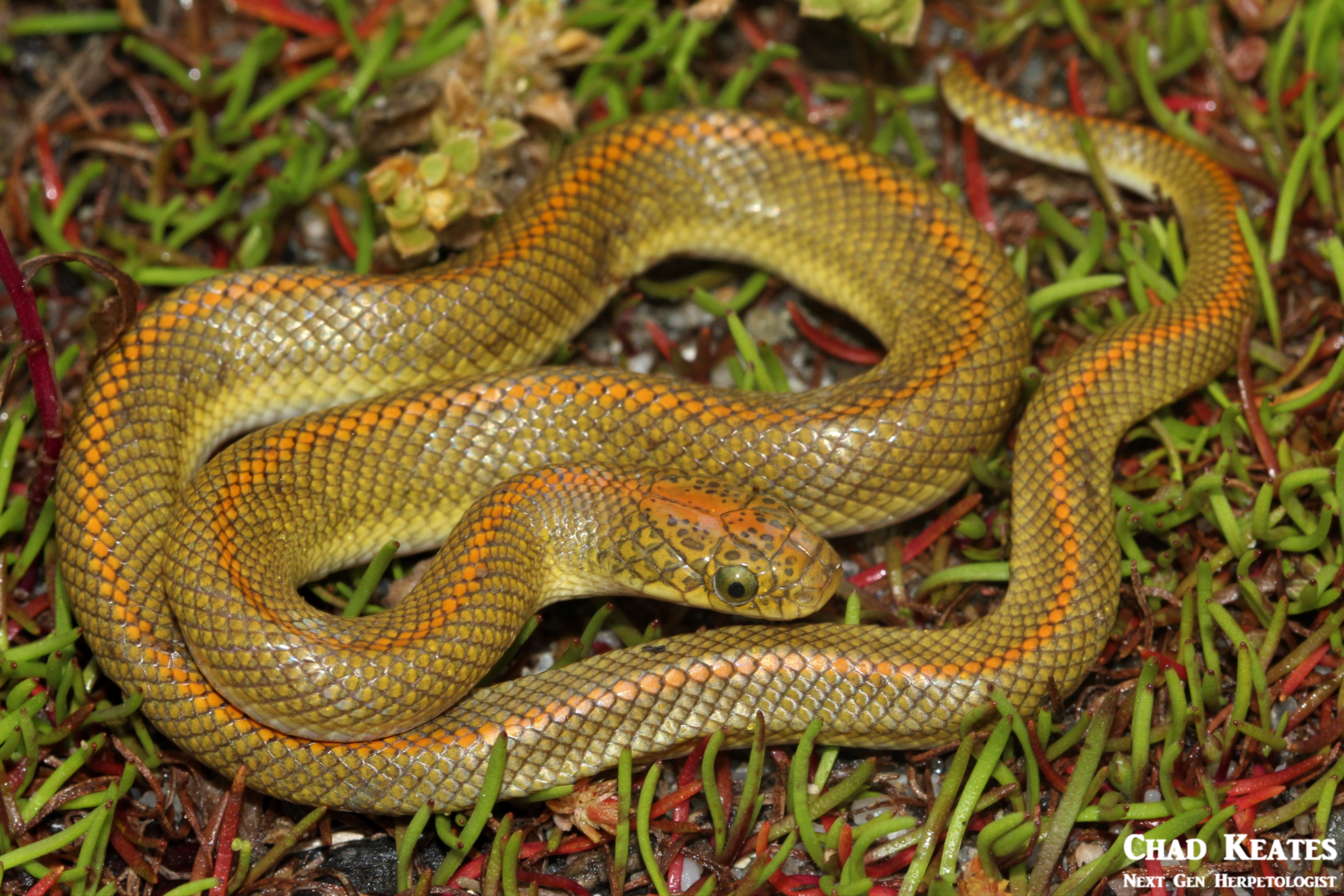 Lamprophis_aurora_Aurora_House_Snake_Chad_Keates (3)