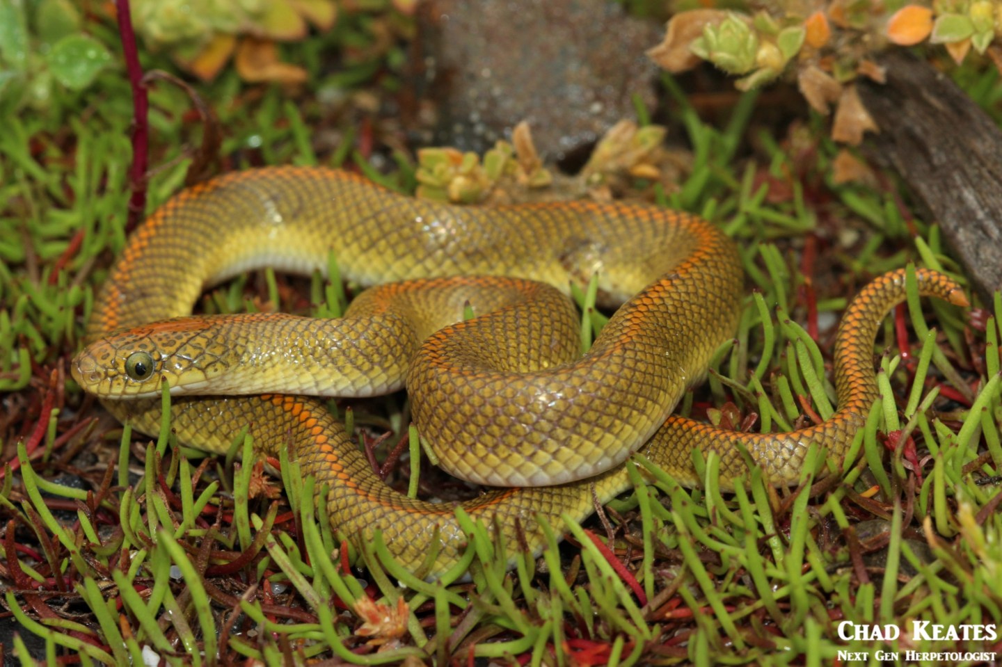 Aurora House Snake (Lamprophis aurora) | Chad Keates