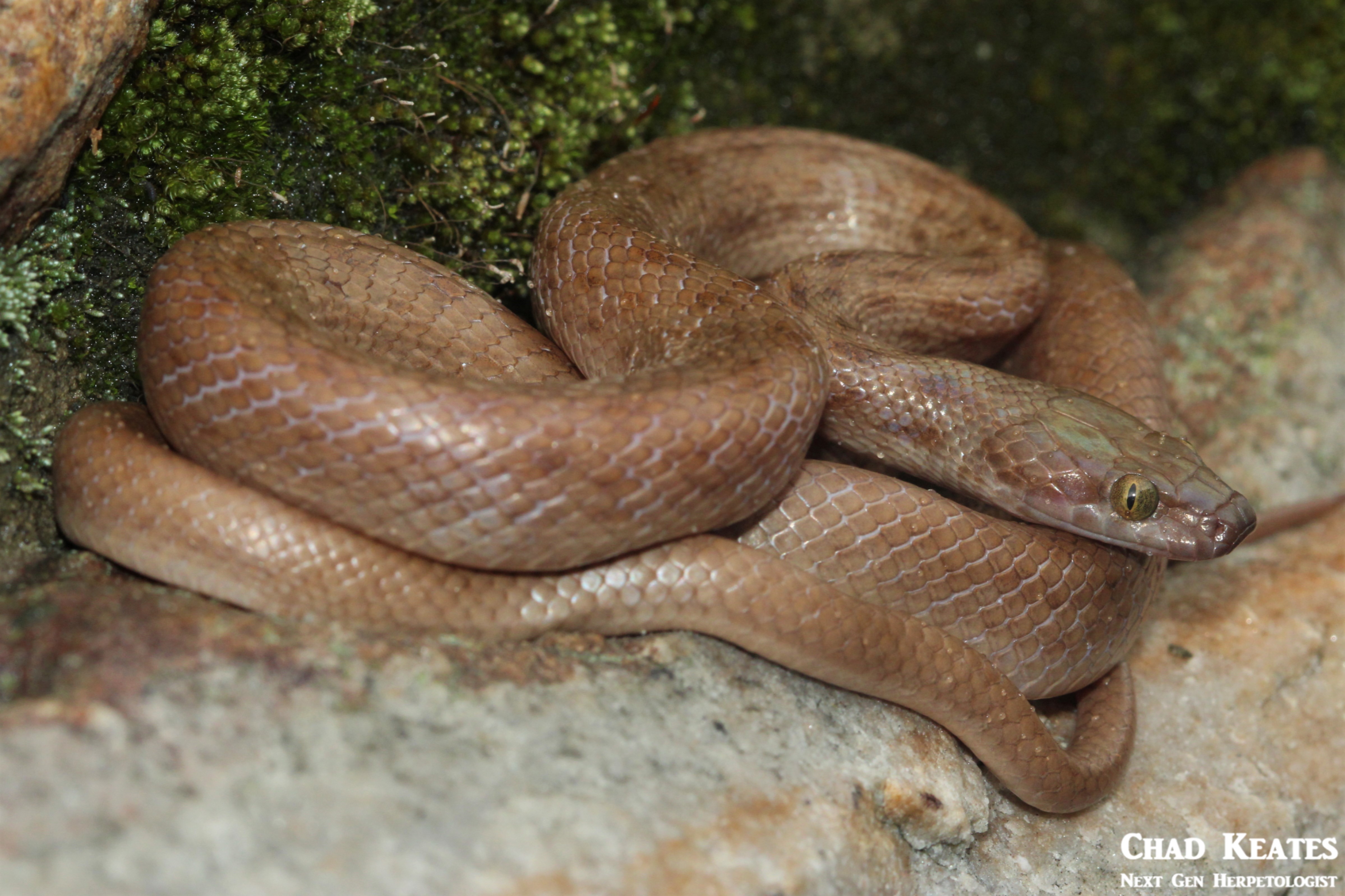 Lamprophis_guttatus_Spotted_Rock_Snakes_Chad_Keates (2)