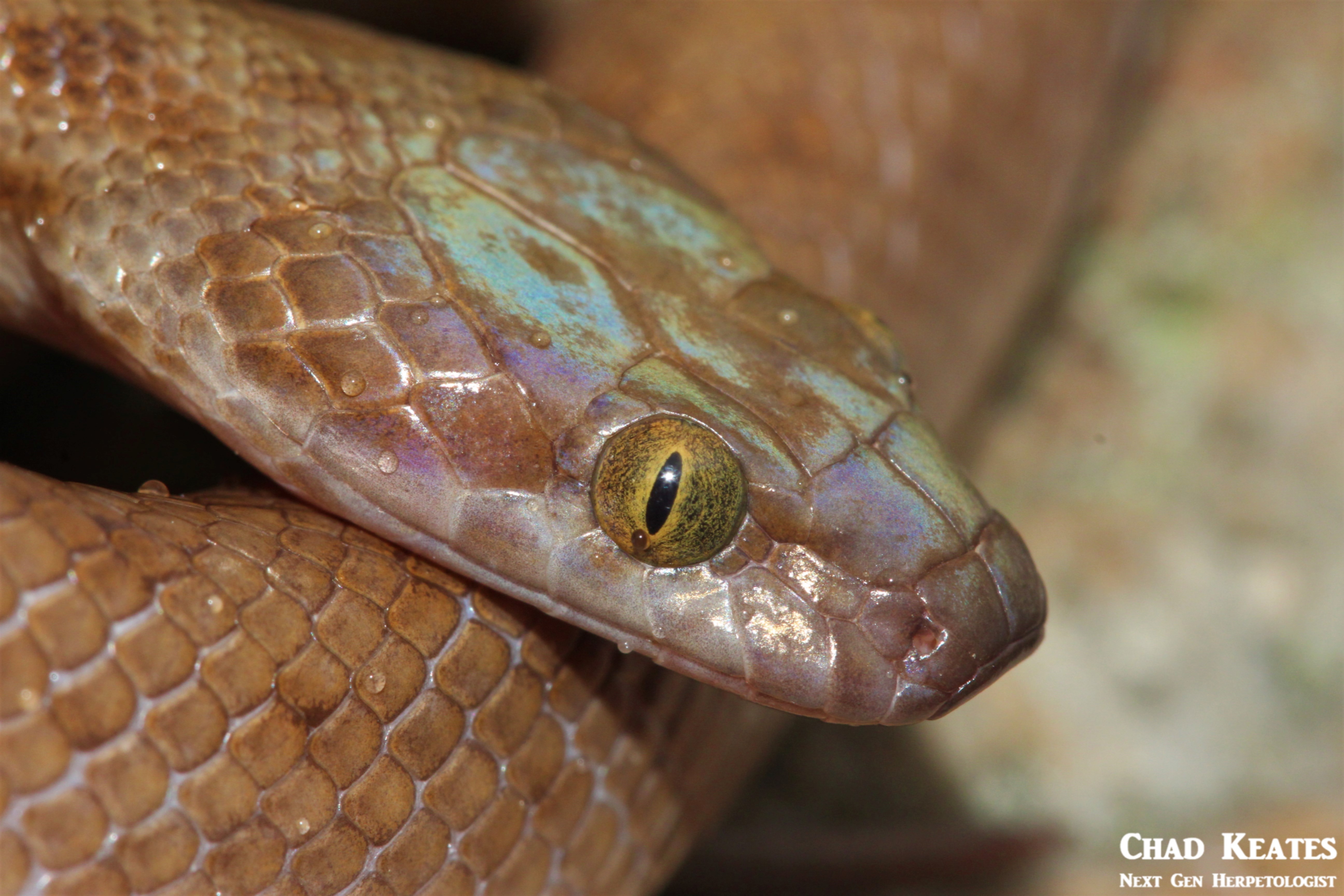 Lamprophis_guttatus_Spotted_Rock_Snakes_Chad_Keates