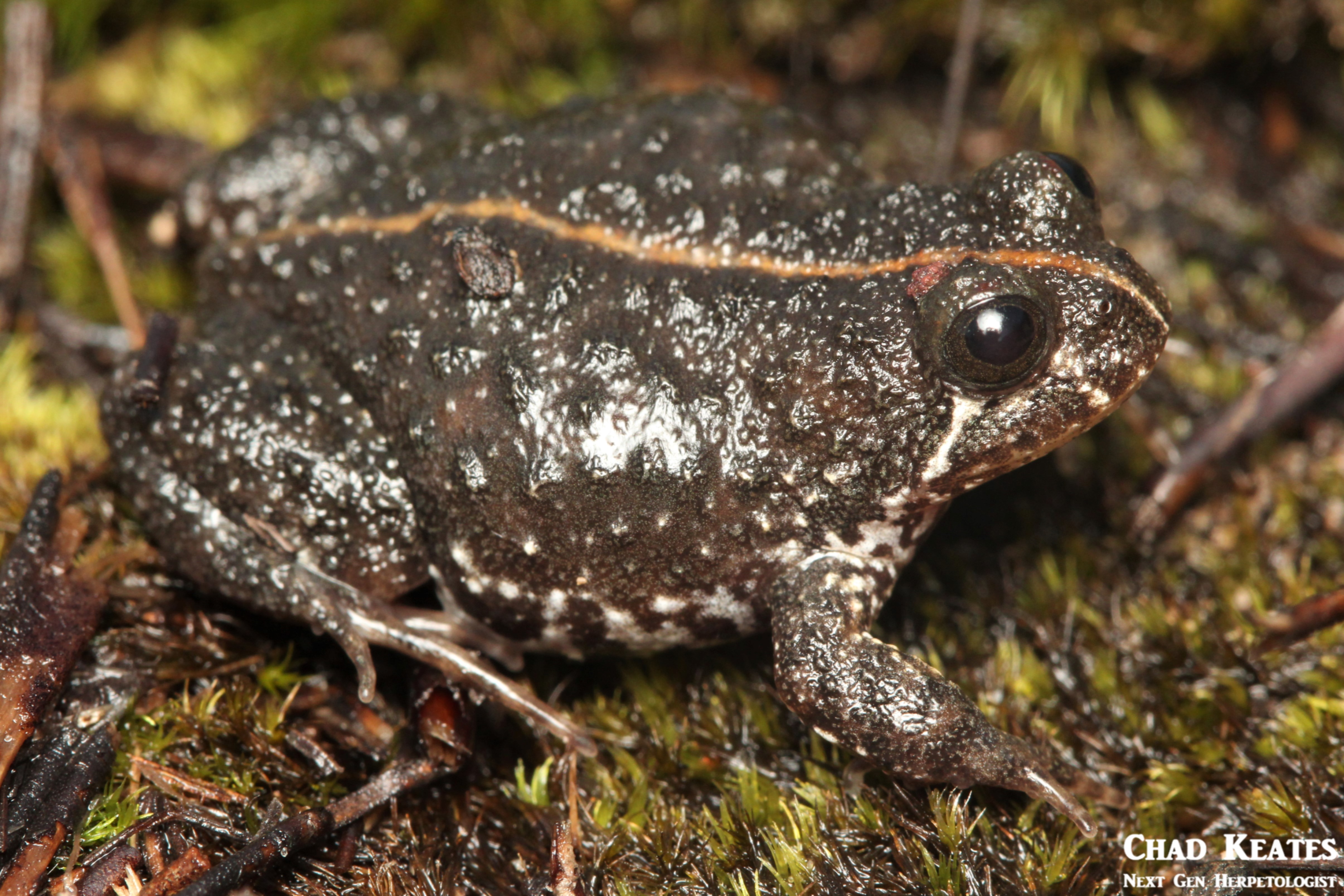 Poyntonia_paludicola_Montane_Marsh_Frog_Chad_Keates (2)