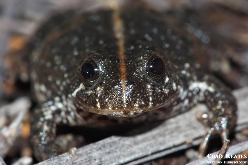 Poyntonia_paludicola_Montane_Marsh_Frog_Chad_Keates