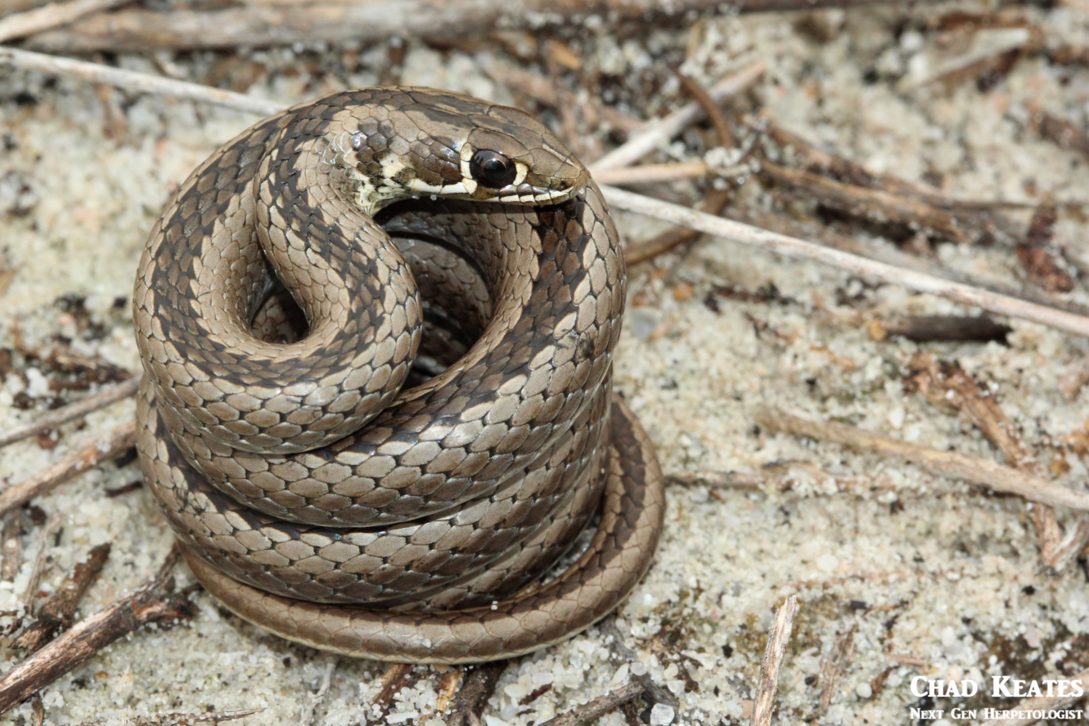 Psammophis_crucifer_Cross-marked_Whip_Snake_Chad_Keates