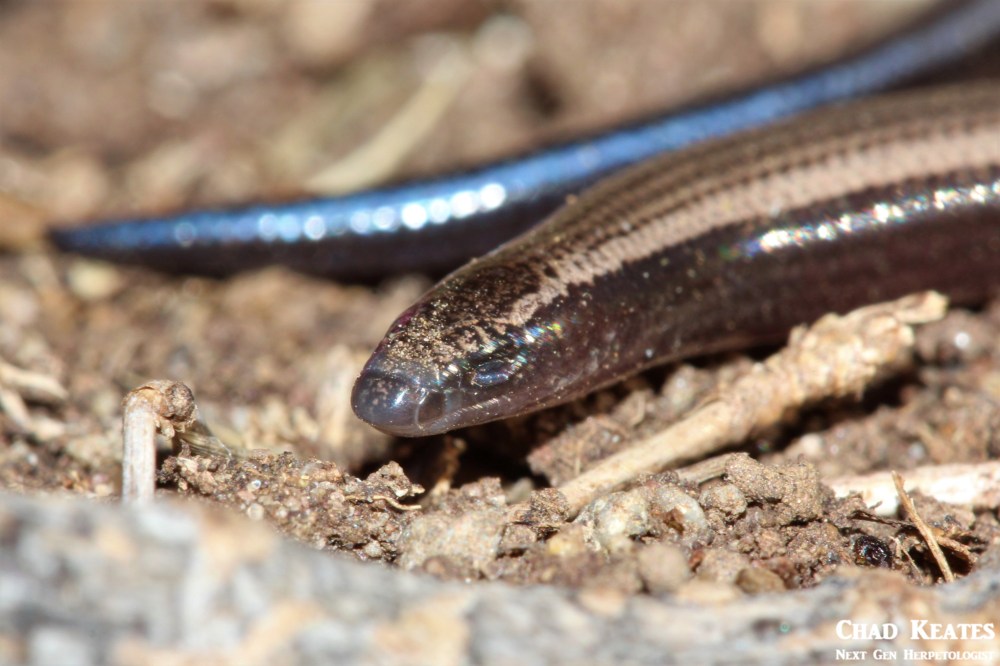Scelotes_anguineus_Algoa_Dwarf_Burrowing_Skink_Chad_Keates (2)