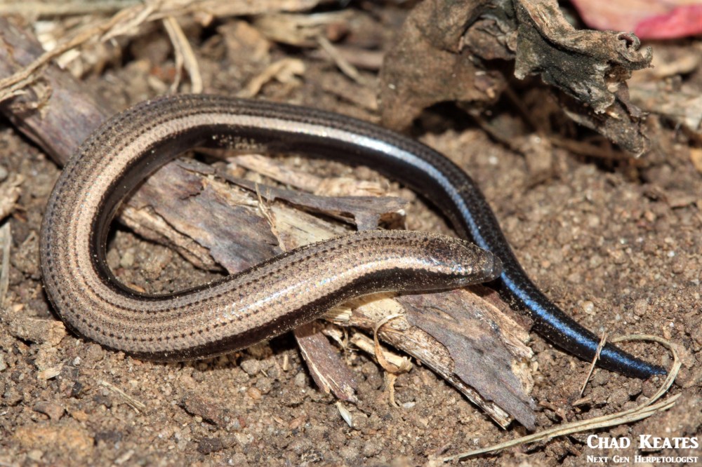 Scelotes_anguineus_Algoa_Dwarf_Burrowing_Skink_Chad_Keates (3)