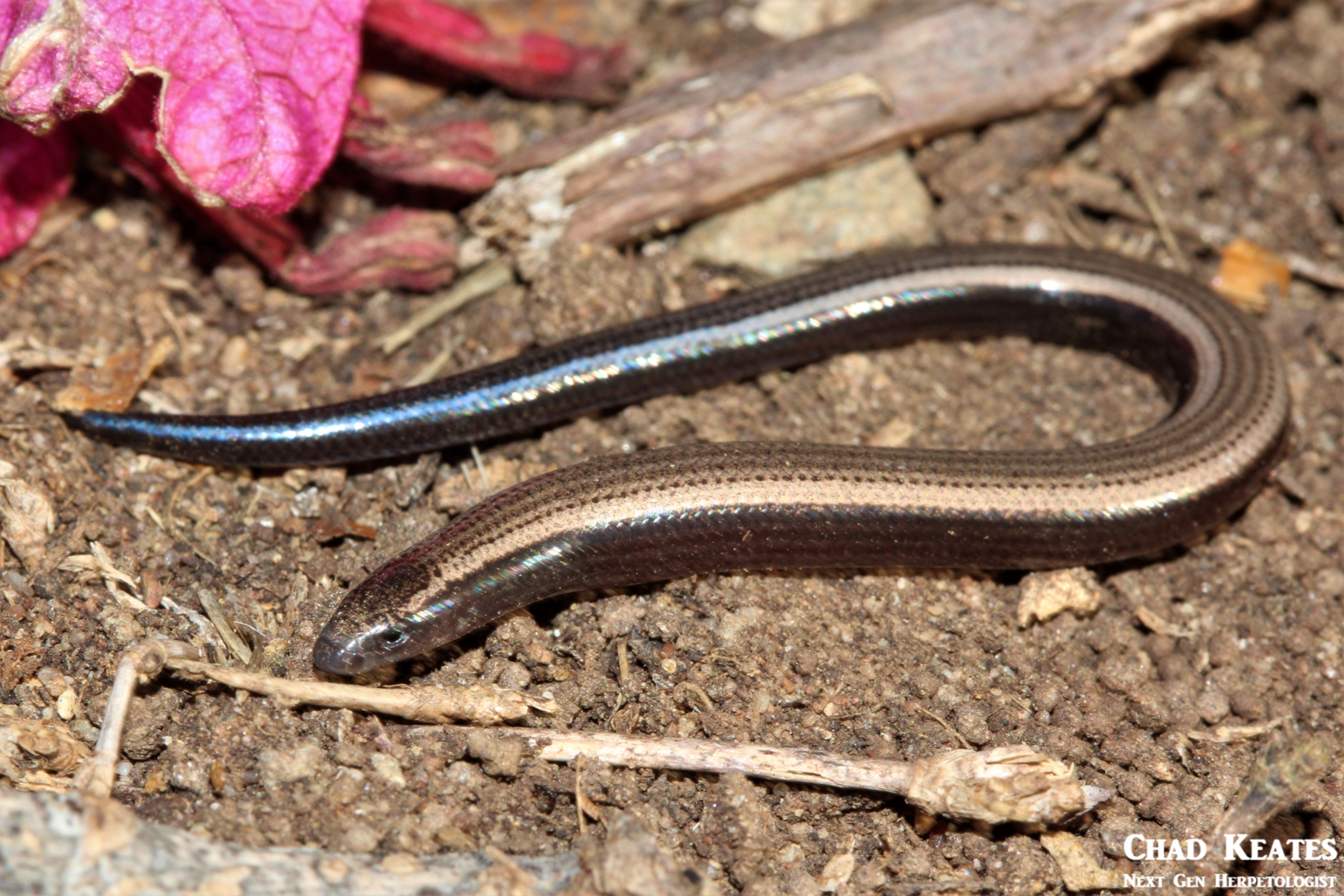 Scelotes_anguineus_Algoa_Dwarf_Burrowing_Skink_Chad_Keates