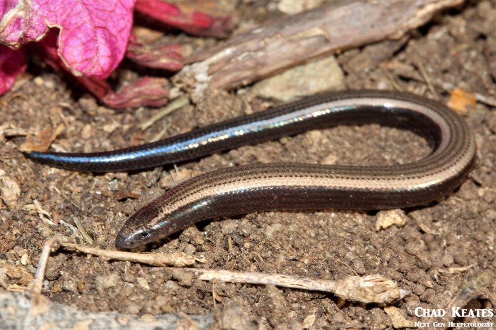 Scelotes_anguineus_Algoa_Dwarf_Burrowing_Skink_Chad_Keates