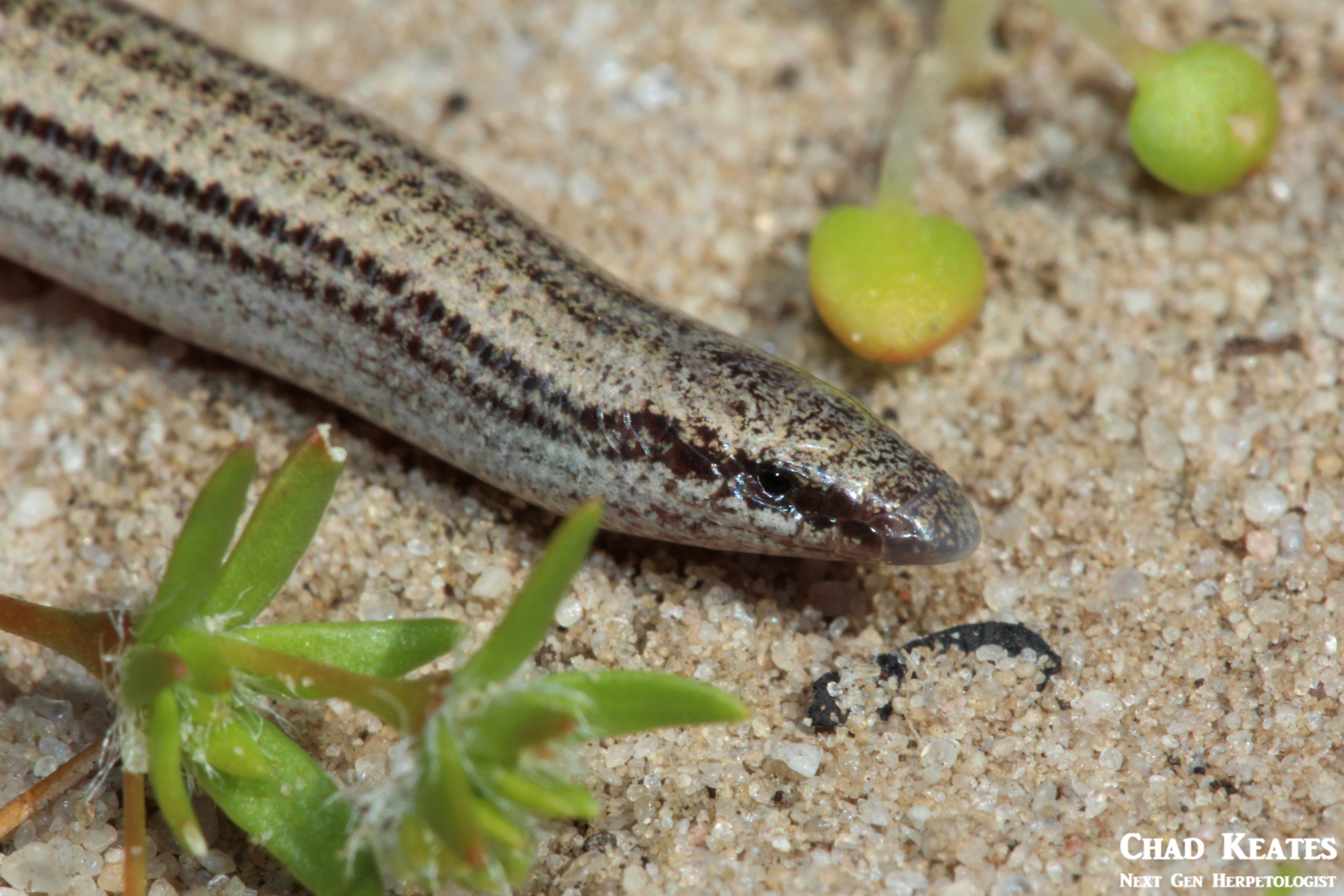 Scelotes_bipes_Slivery_Dwarf_Burrowing_Skink_Chad_Keates (2)