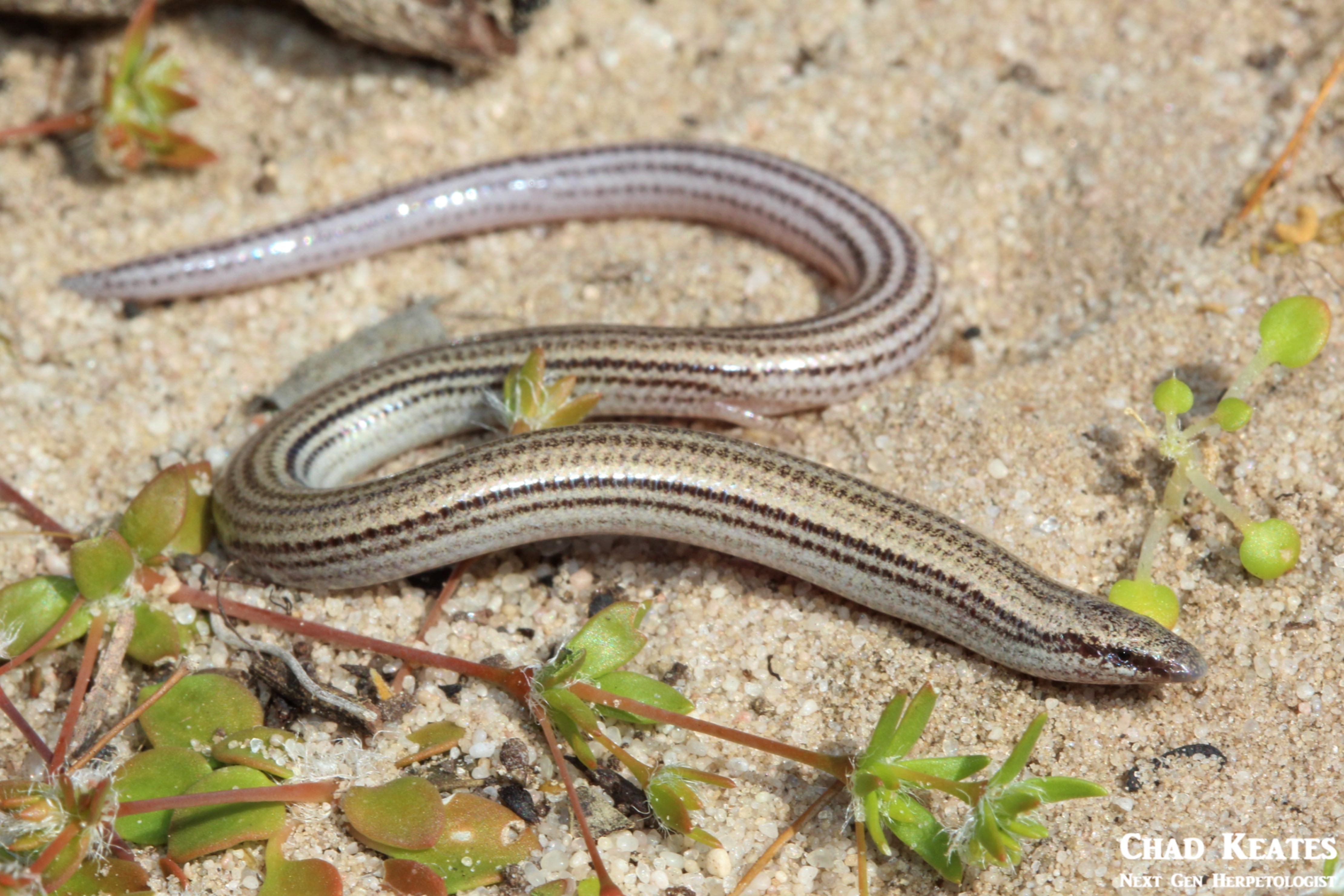 Scelotes_bipes_Slivery_Dwarf_Burrowing_Skink_Chad_Keates