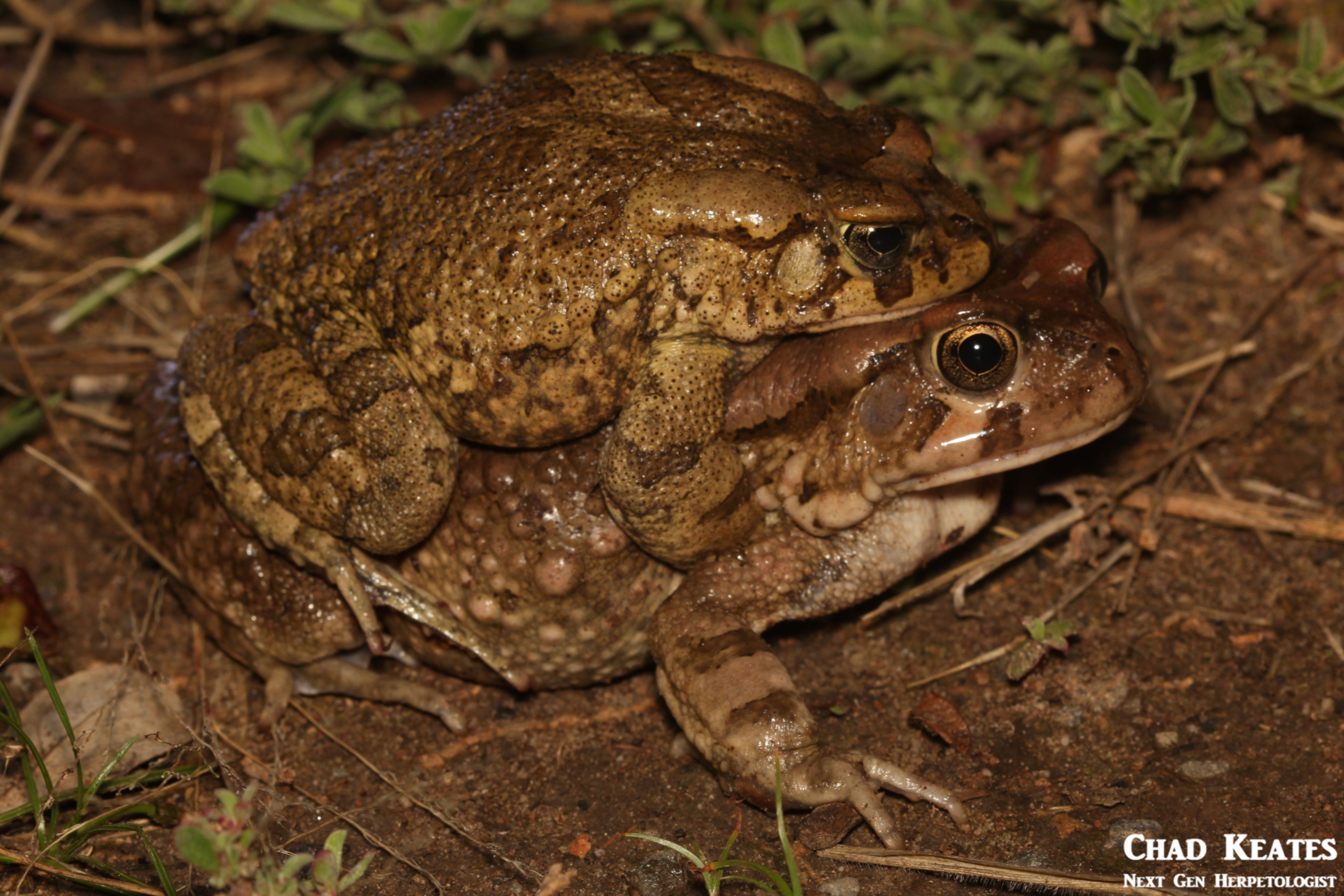 Sclerophrys_rangeri_Raucous_Toad_Chad_Keates